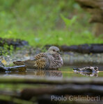 Tortora (Streptopelia turtur), Turtle Dove Castelletto Merli (Al)