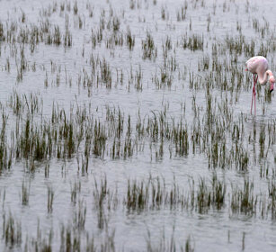 Fenicottero (Phoenicopterus ruber), Flamingo