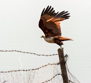 Nibbio brama (Haliastur indus), Brahminy Kite Nagarhole NP, Karnataka