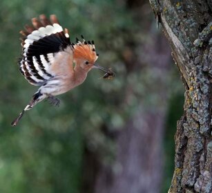 Upupa (Upupa epops) Hoopoe Upupa (Upupa epops) Hoopoe