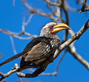 Bucero beccogiallo meridionale (Tockus leucomelas) Southern Yellow-billed Hornbill, Kruger NP