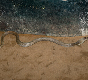 Cobra reale (Naja hannah), King Cobra Chennai, Tamil Nadu, Madras Snake Park