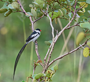 Vedova coda a spilli Uganda