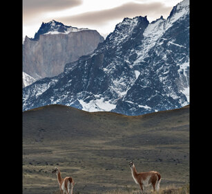 Guanachi, Guanacos Patagonia Guanachi, Guanacos Patagonia