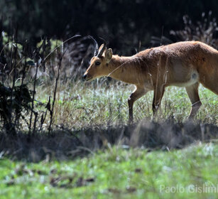 Redunca Bohor, Bale mountains Dinsho forest