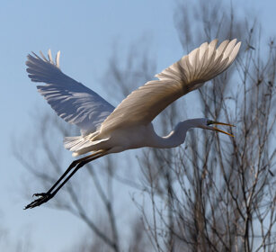 Airone bianco maggiore (Egretta alba) Great White Egret, Racconigi, Italy
