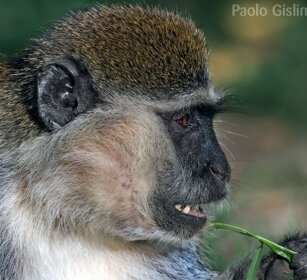 Cercopiteco grigioverde (Chlorocebus aethiops) Grivet monkey, lago Awasa, lake Awasa