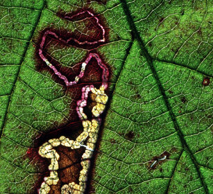 Foglia, leaf. Frossasco, Piemonte Galleria di larva fillofaga nello spessore della foglia