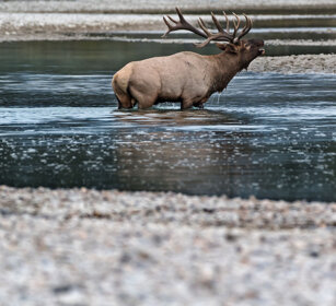 belling male Wapiti, Banff NP
