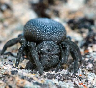 Ragno (Eresus walckenaeri) Spider