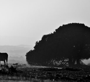 silhouette Riserva naturale De Hoop,Sudafrica. De Hoop natural reserve, South Africa