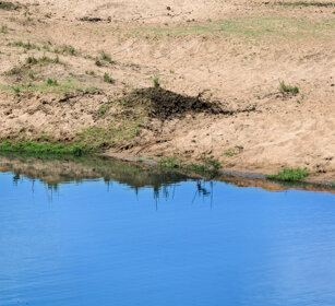 Ippopotami (Hippopotamus amphibius), Hippos fiume Letaba, Letaba river, Kruger NP