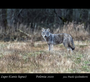 Lupo, Wolf Bialowieza, Polonia, Poland Lupo, Wolf Bialowieza, Polonia, Poland