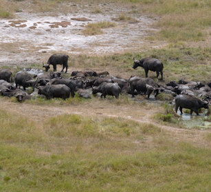 Bufali africani Uganda