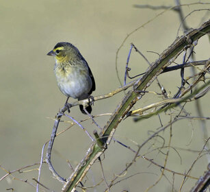 Canarino, Canary montagne del Simien, Simien mountains