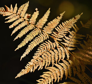 Felce, fern