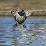 Moretta (Aythya fuligula), Tufted Duck