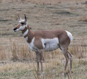 femmina di Antilocapra (Antilocapra americana) female Pronghorne, Yellowstone NP