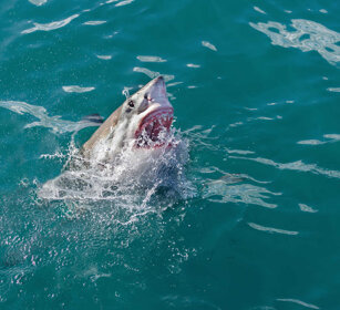 Squalo bianco (Carcharodon carcharias) Great White Shark