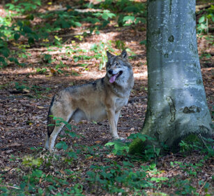 Lupo (Canis lupus), Wolf Bayerischerwald, Germania, Germany