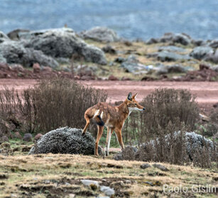 Lupo del Simien (Canis simiensis), Simien Wolf Sanetti plateau