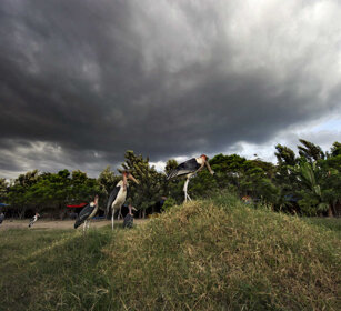 Marabù, Marabou Storks Awasa