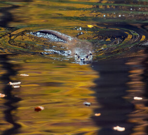 Lontra (Lutra lutra), Otter Bayerischerwald, Germania, Germany