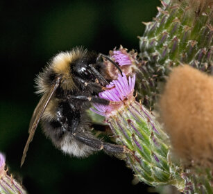 Bombo (Bombus lucorum), White-tailed Bumble-bee