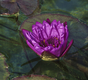 Ninfea (Nymphaea caerulea), Blue lotus