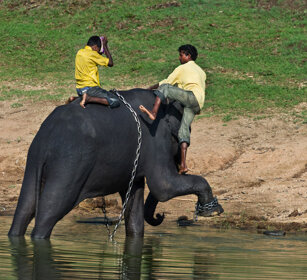 Elefante asiatico (Elephas maximus) Asian Elephant Nagarhole NP, Karnataka