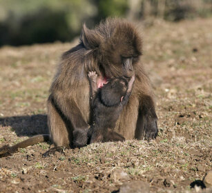 allattamento di Gelada Gelada Baboon suckling, Simien mountains