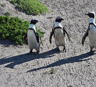Pinguini del Capo (Spheniscus demersus) Jackass Penguins, Cape Peninsula