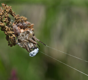 ragno con preda, spider with its prey valle Susa, Susa valley