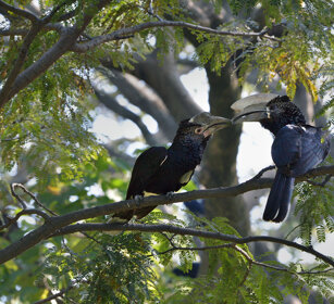 Buceri guanceargentate (Bycanistes brevis) Sylvery-cheeked Hornbills, lago Awasa, lake Awasa
