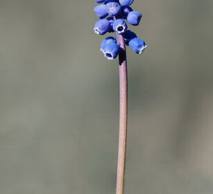 Cipollaccio azzurro (Muscari racemosum) Grape Hyacinth