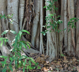 Baniano (Ficus benghalensis), Ficus Banyan Nagarhole NP, Karnataka
