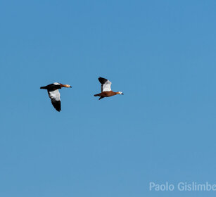 Casarche (Tadorna ferruginea), Ruddy Shelducks Sanetti plateau