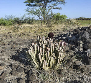 parco Awash, Awash NP