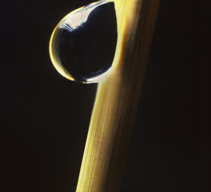 goccia di pioggia, rain drop