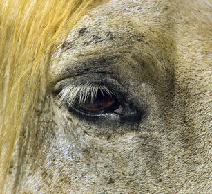 Cavallo, horse Camargue, St. Maries de la mer