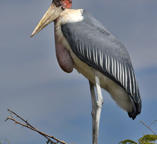 Marabù (Leptoptilos crumeniferus) Marabou Storks lago Zway, lake Zway