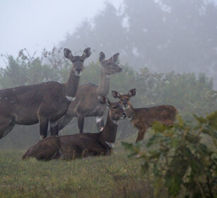  femmine di Nyala di montagna con un piccolo females Mountain Nyalas with a cub, Dinsho forest