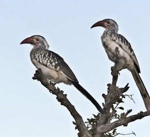 Buceri beccorosso (Tockus erhythrorhynchus) Red-billed Hornbills, Etosha NP