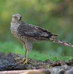 Castelletto Merli (Al)