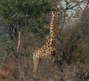 Giraffa (Giraffa camelopardalis g.), Giraffe PN Kruger, Kruger NP