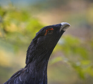 Gallo cedrone m. (Tetrao urogallus), Capercaillie
