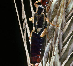 Forbicina, European Earwig Frossasco (To), Piemonte