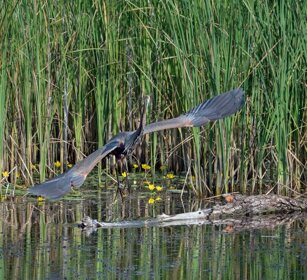 Airone rosso (Ardea purpurea) Purple Heron Airone rosso (Ardea purpurea) Purple Heron