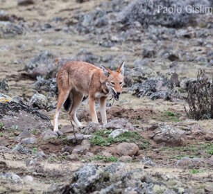 Lupo del Simien (Canis simiensis), Simien Wolf caccia, hunting, Sanetti plateau