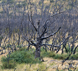 Faggi australi (Nothofagus sp.) PN Torres del Paine, Cile